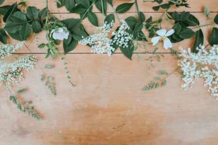 Plantes