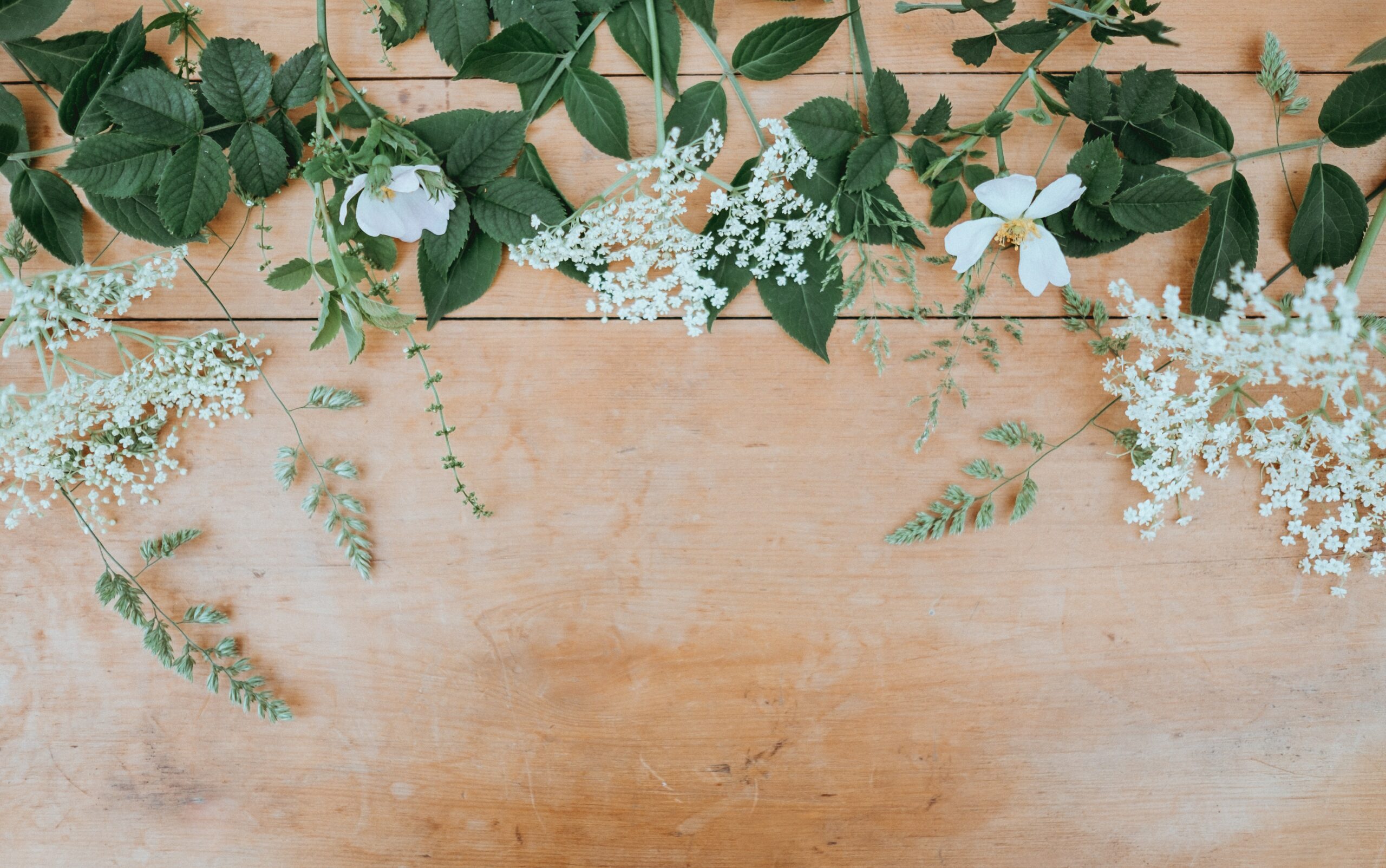 Discussion : Les plantes dans nos pratiques