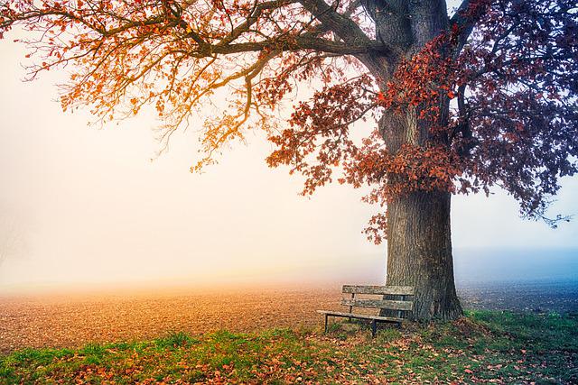 Méditation guidée de l'automne