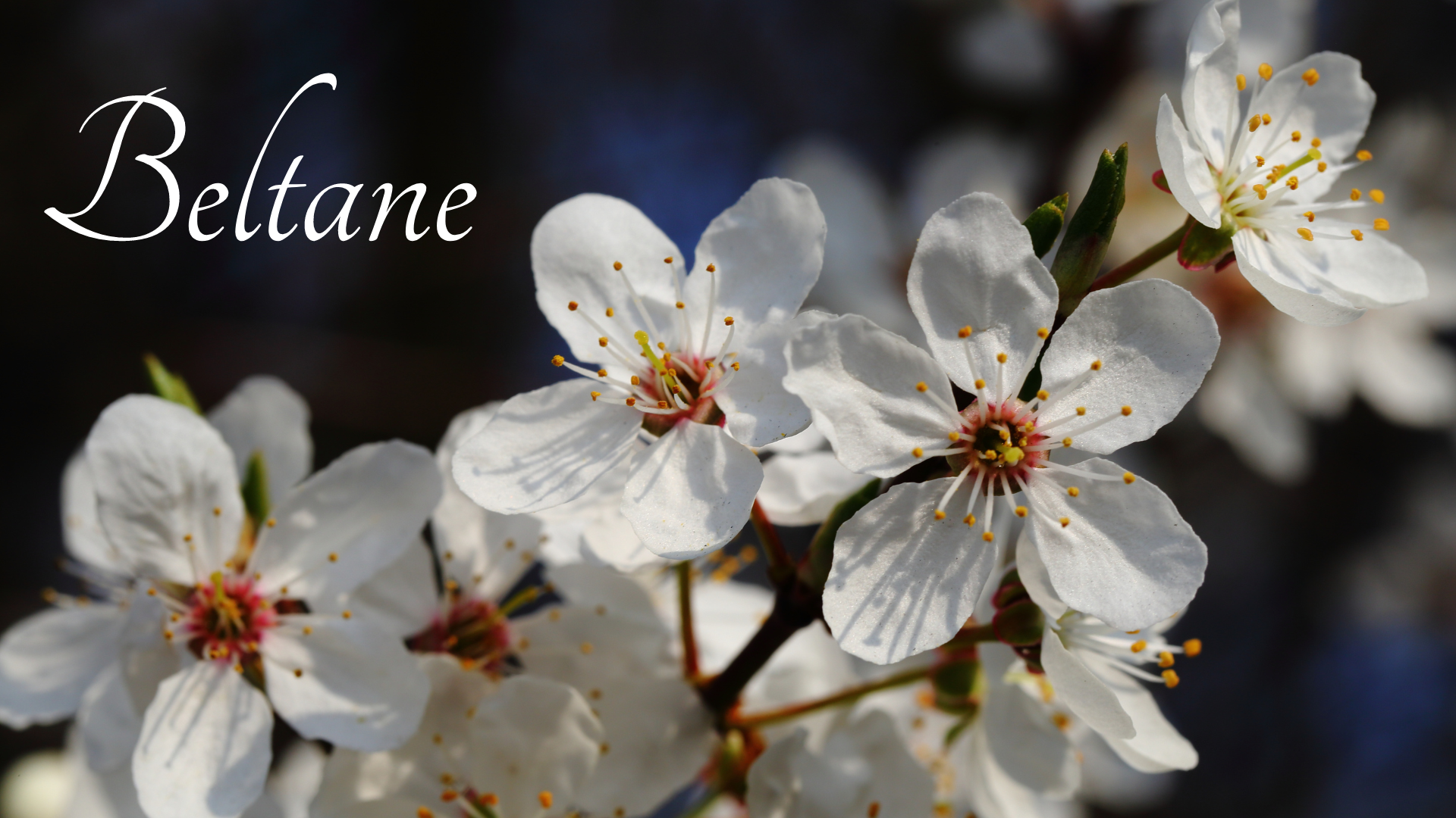 Rituel public et participatif de Beltane